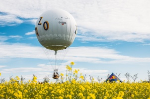 The largest aviation event in Slovenia was taking place between 16th and 23th September in Murska Sobota. More than 100 Hot Air Balloons were present in competition. 500+ more pics from this event can be found here.